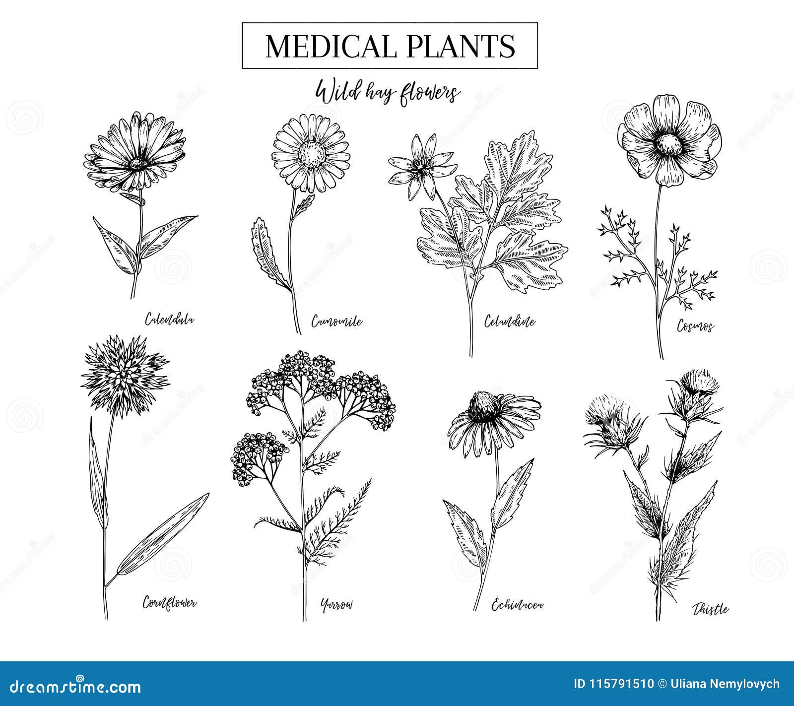 hand drawn wild hay flowers. medical herbs and plant. calendula, chamomile, cornflower, celandine, cosmos, yarrow