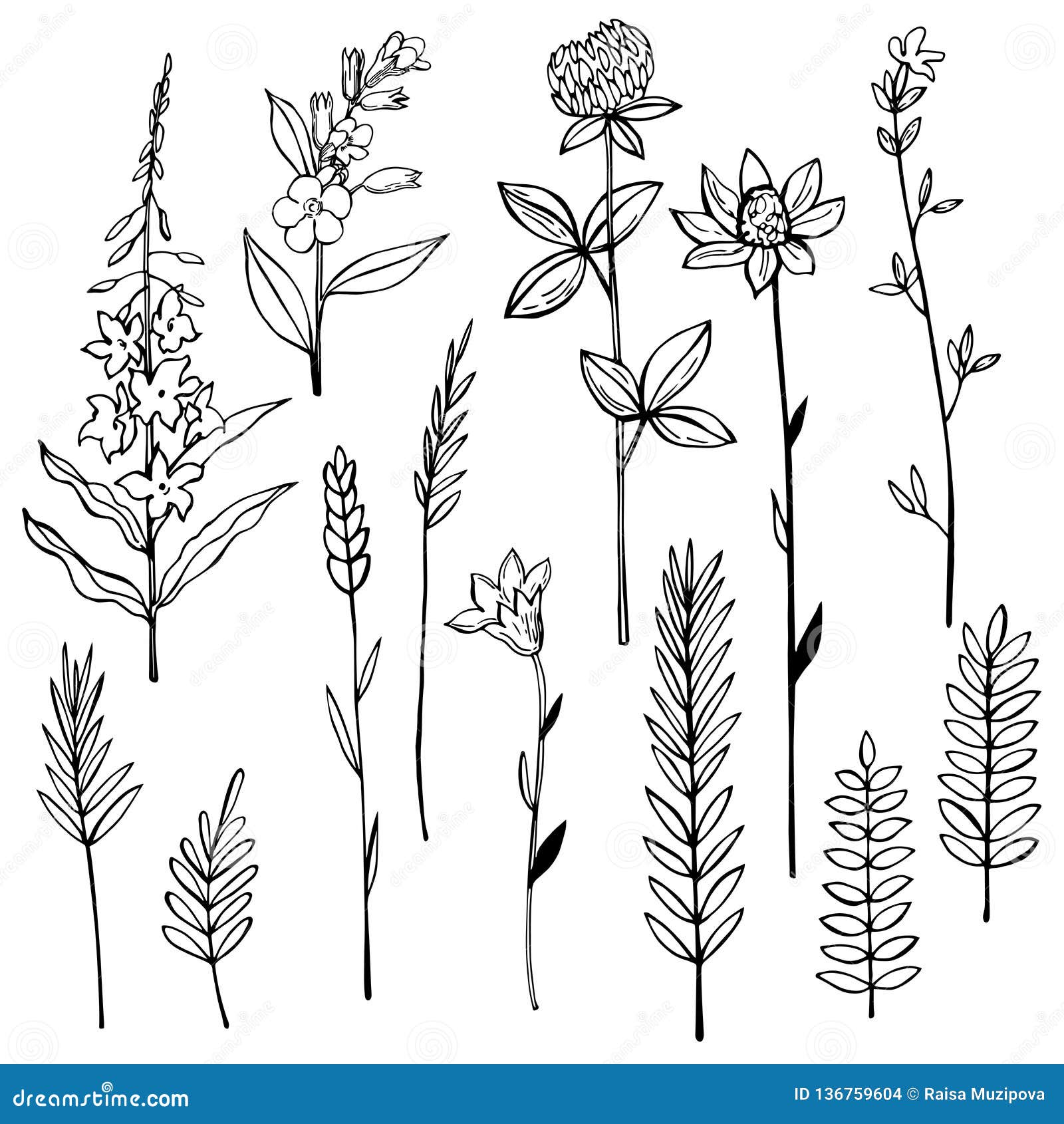 Hand Drawn Wild Herbs and Flowers. Stock Illustration - Illustration of ...