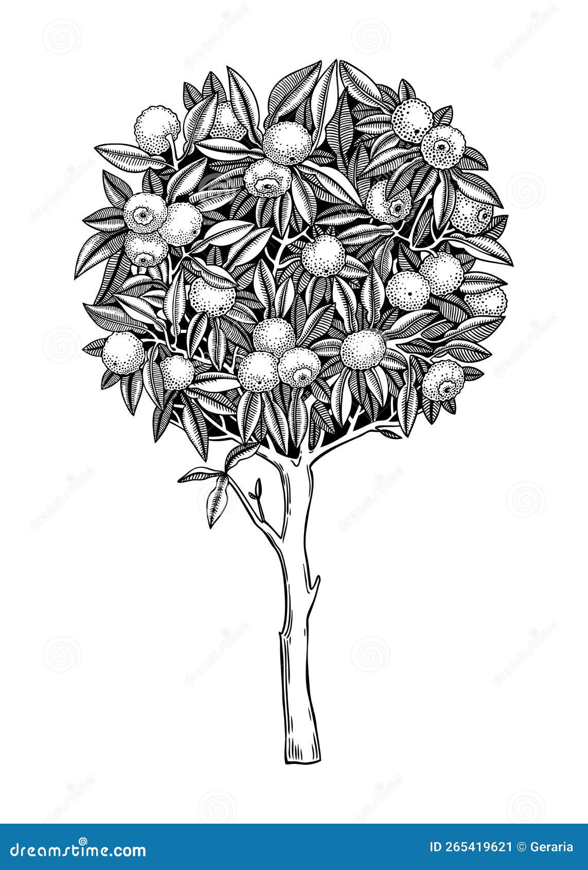 hand drawn yuzu . japanese citrus tree with fruit, leaves, and branches in engraving style. sketched asian citron