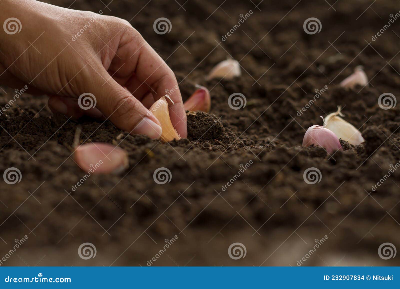 farmer planting garlic clove in soil at garden.