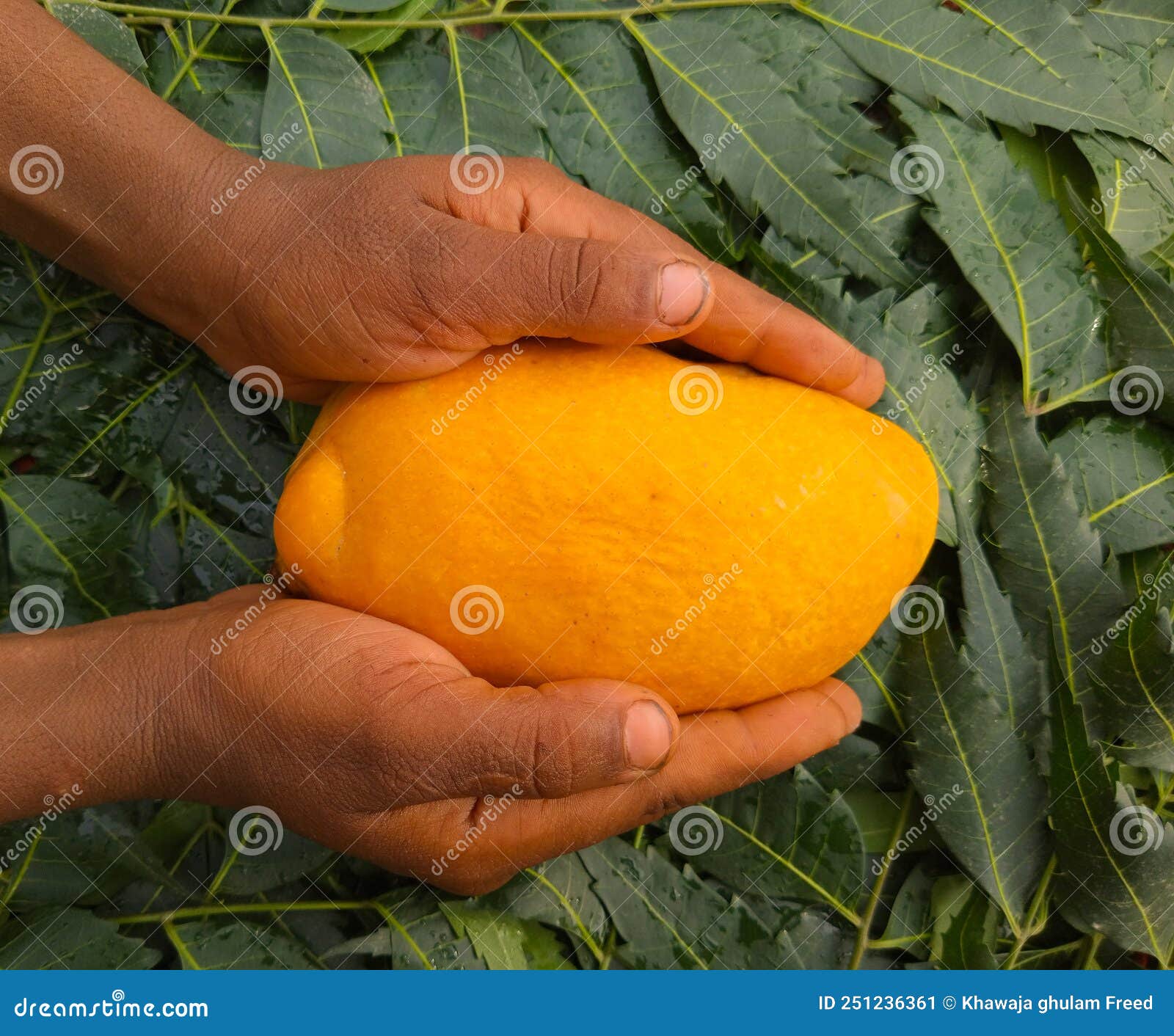 Hand of Farmer Carrying Mango Fruit with Green Background. Mango. Mango
