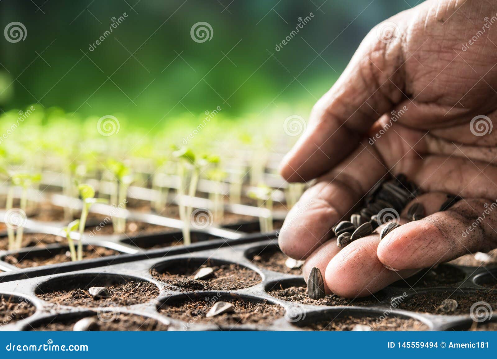 hand of farmer planting seeds in soil in nursery tray