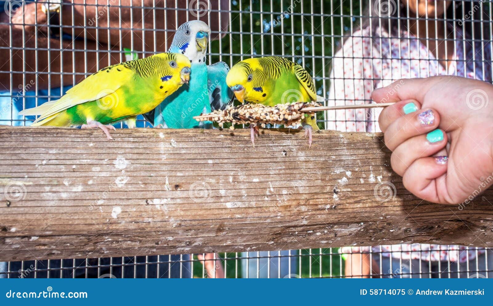 Hand Fed Parakeets stock image. Image of birdseed, hand 58714075