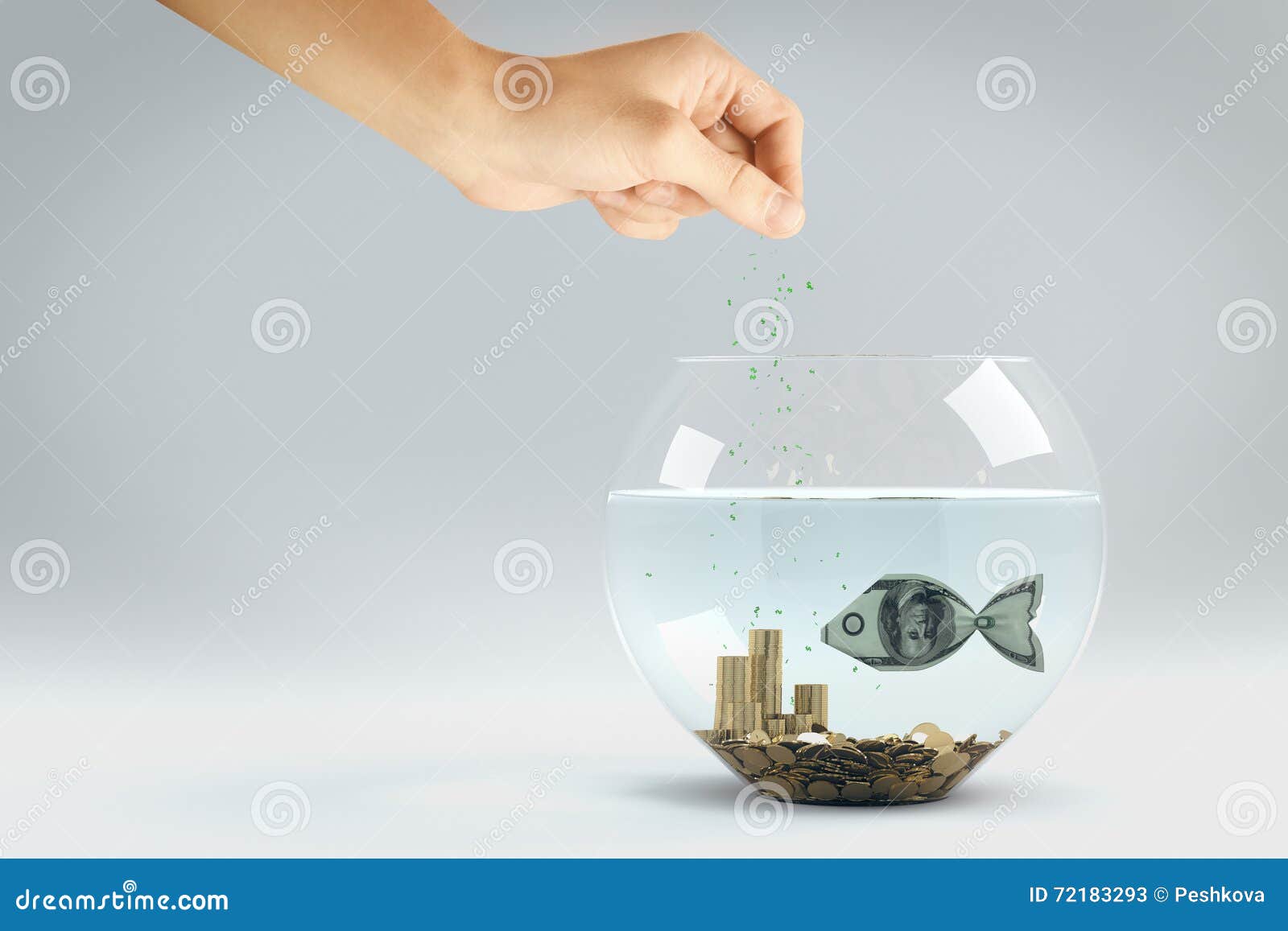 Hand feed dollar fish stock image. Image of aquarium 72183293