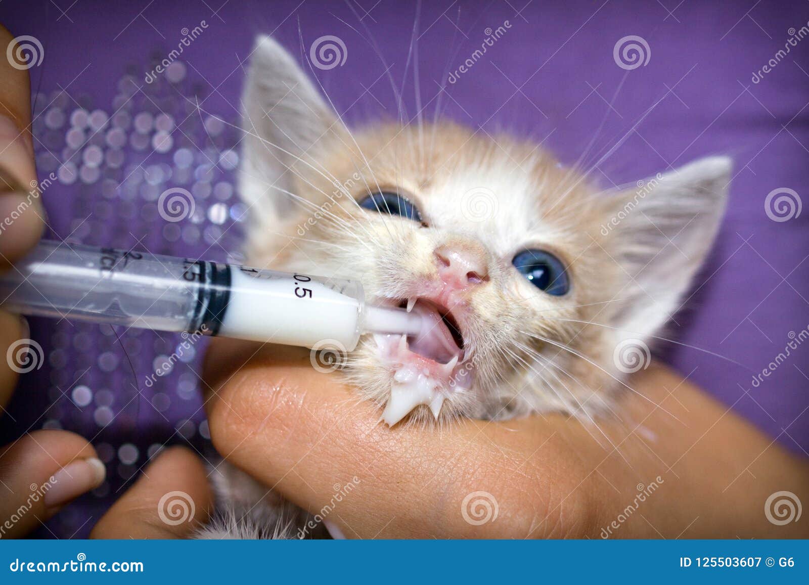 baby kitten milk