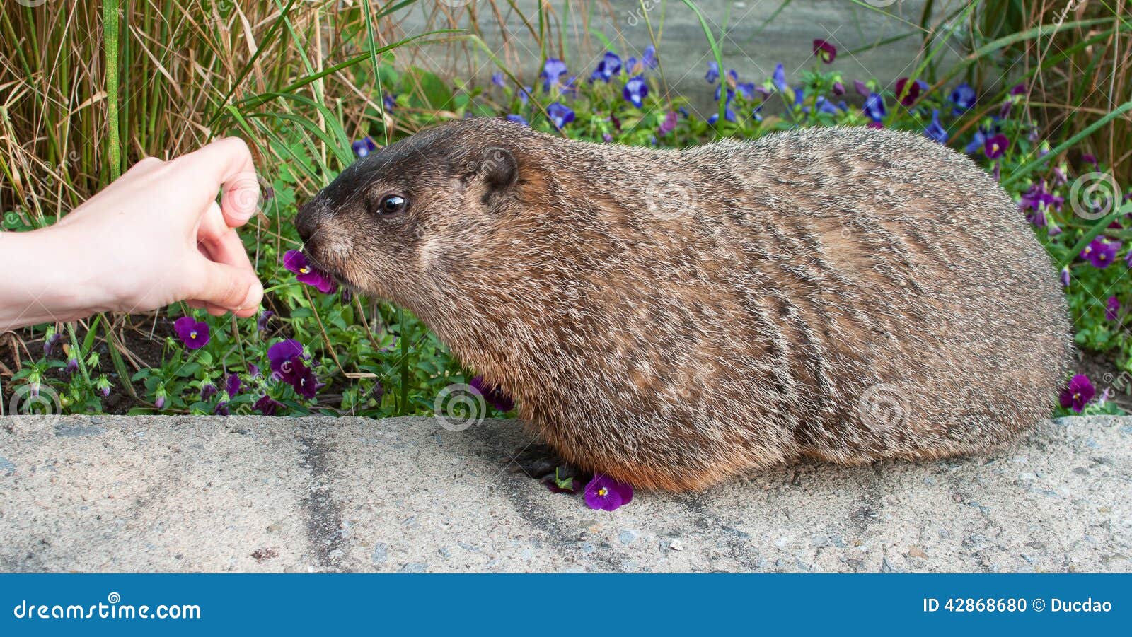 Hand Feeding Marmot with a Flower Stock Photo Image of human, lupinus