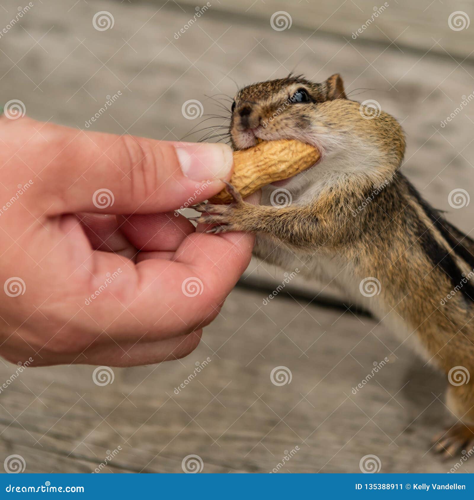 Albums 90+ Images is it safe to feed chipmunks by hand Latest