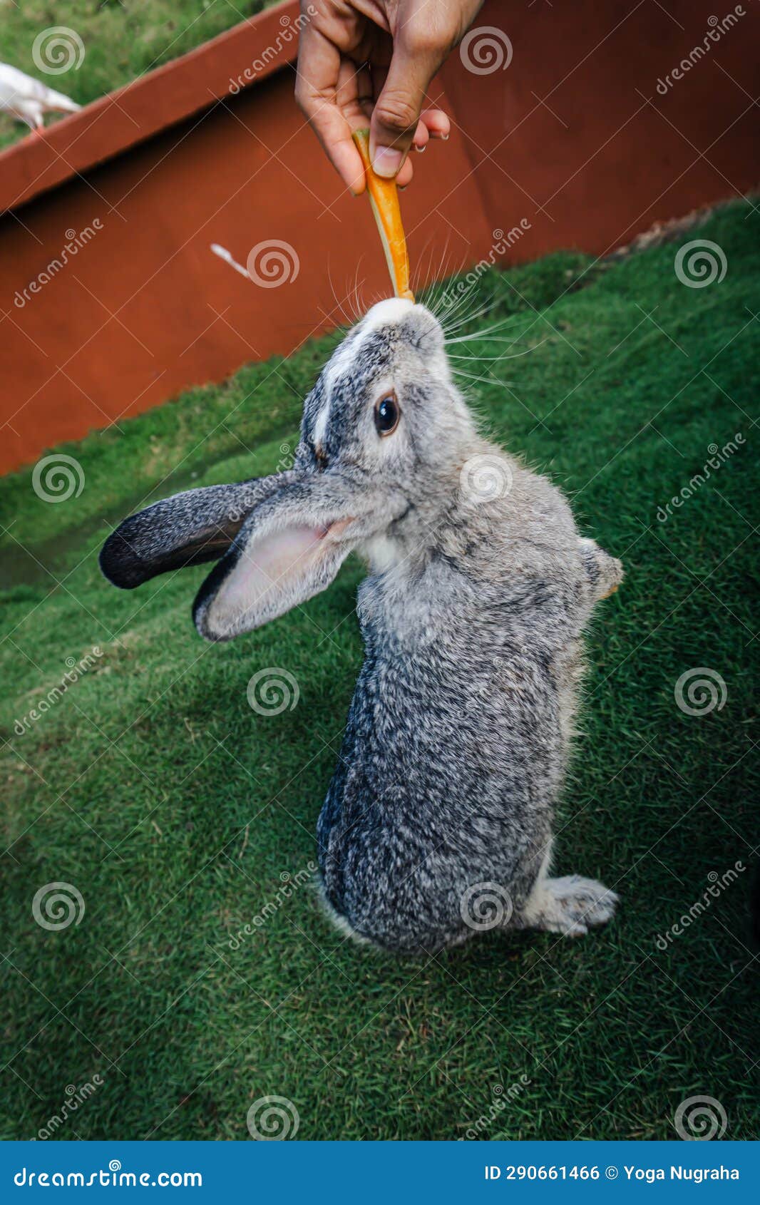 Hand Feeding Rabbits Using Carrots Stock Photo Image of beak, ears