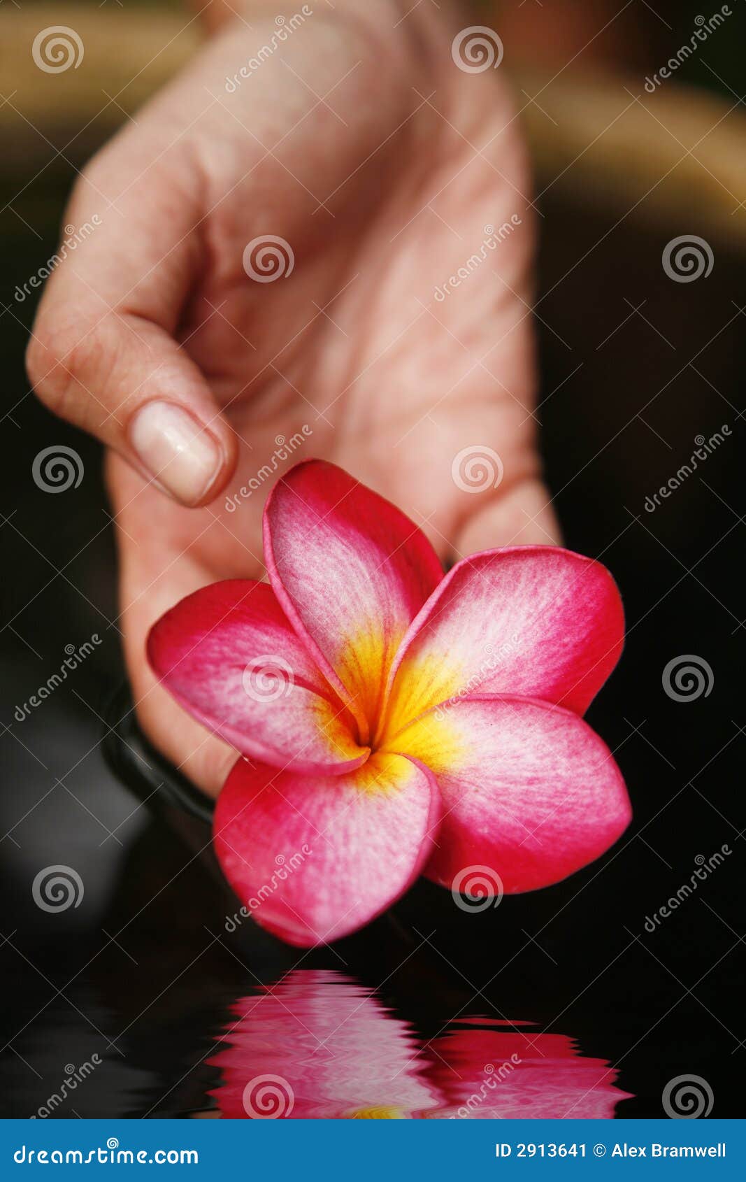 Hand and Flower stock image. Image of valentine, finger 2913641