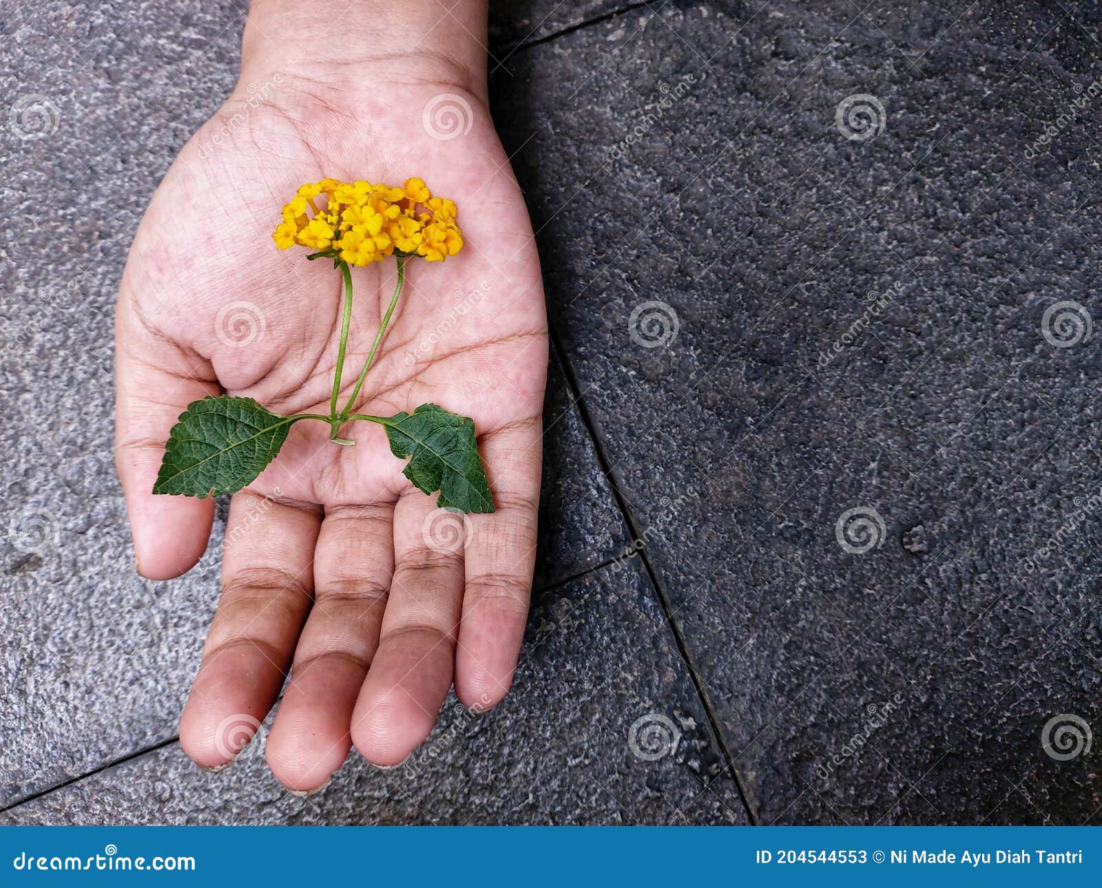 Hand and flowers stock image. Image of petal, produce 204544553