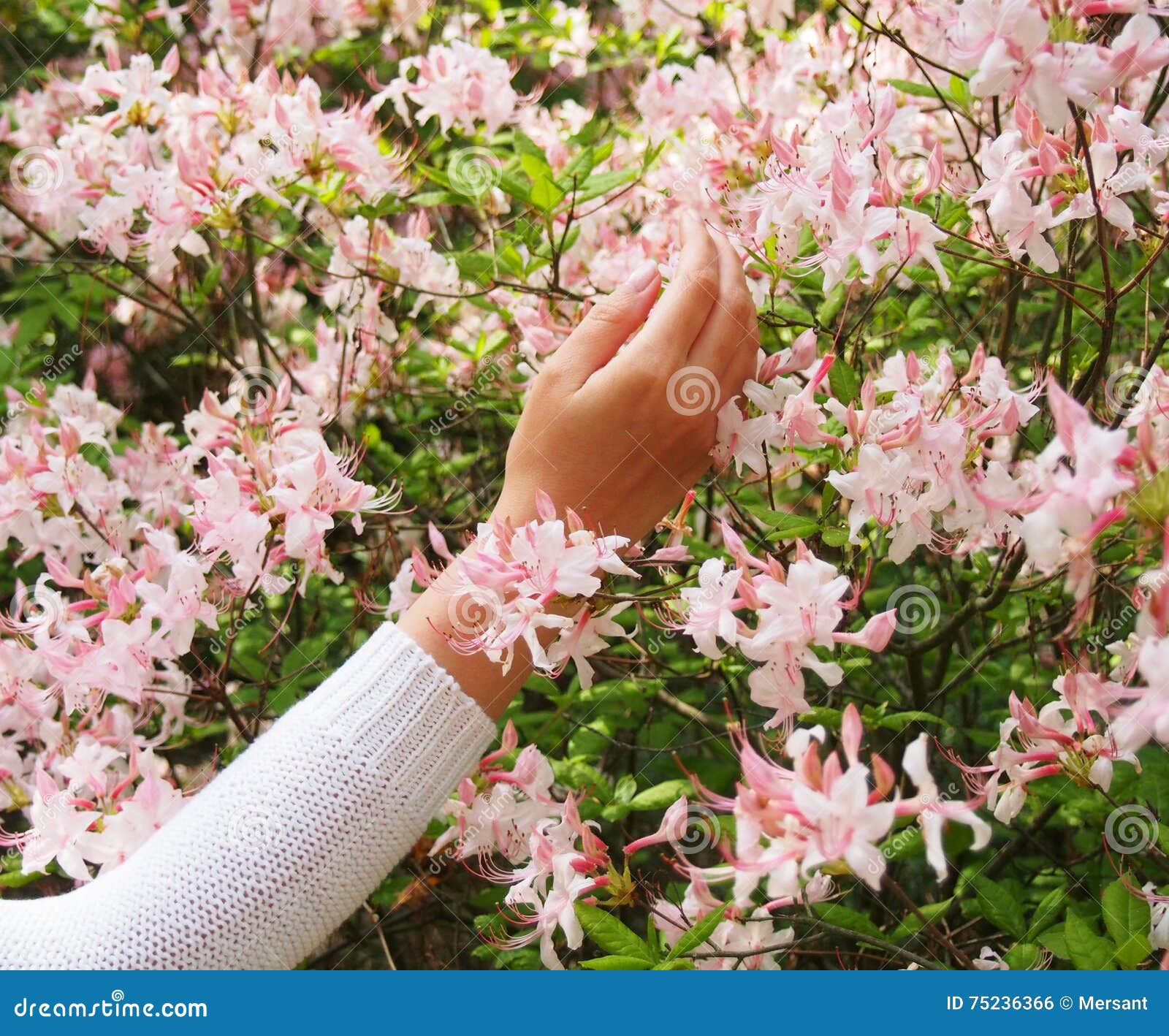Hand and flowers stock photo. Image of natural, beautiful 75236366