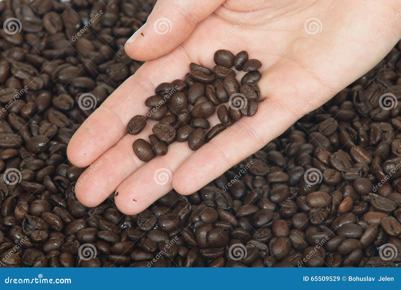 Hand and Fresh Roasted Coffee Beans Stock Image Image of rich, medium