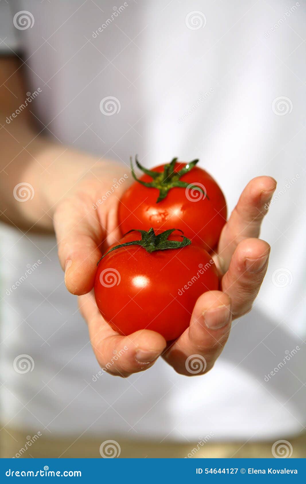 Hand with Freshly Harvested Tomatoes Stock Image Image of ingredient