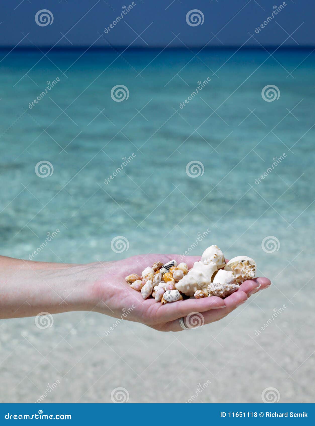Hand full of shells stock photo. Image of antilles, close 11651118