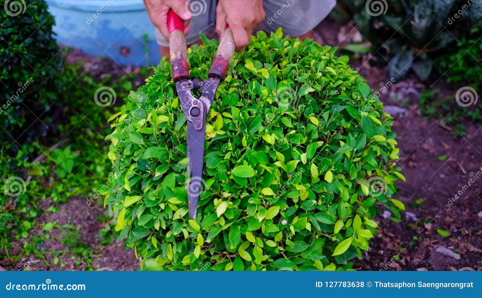 Hand Of Gardener Used Garden Shears To Trimming And Cutting A