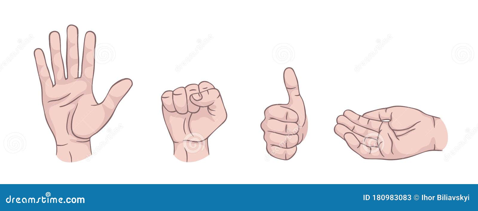 hand gestures set . palm, fist, thumb up, cupped hand. modern beautiful style. realistic. flat style  .