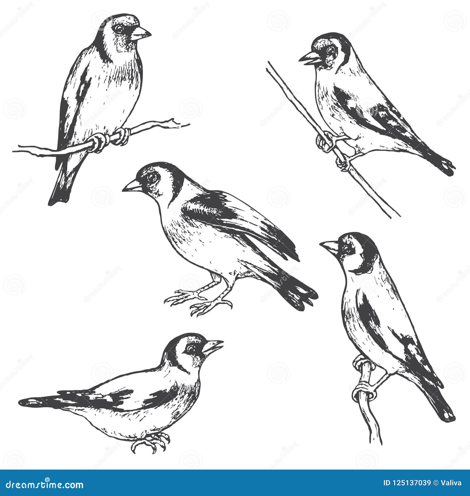 Hand Gezeichnete Dompfaff-Vogel-Skizze Vektor Abbildung - Illustration von  familie, kunst: 125137039