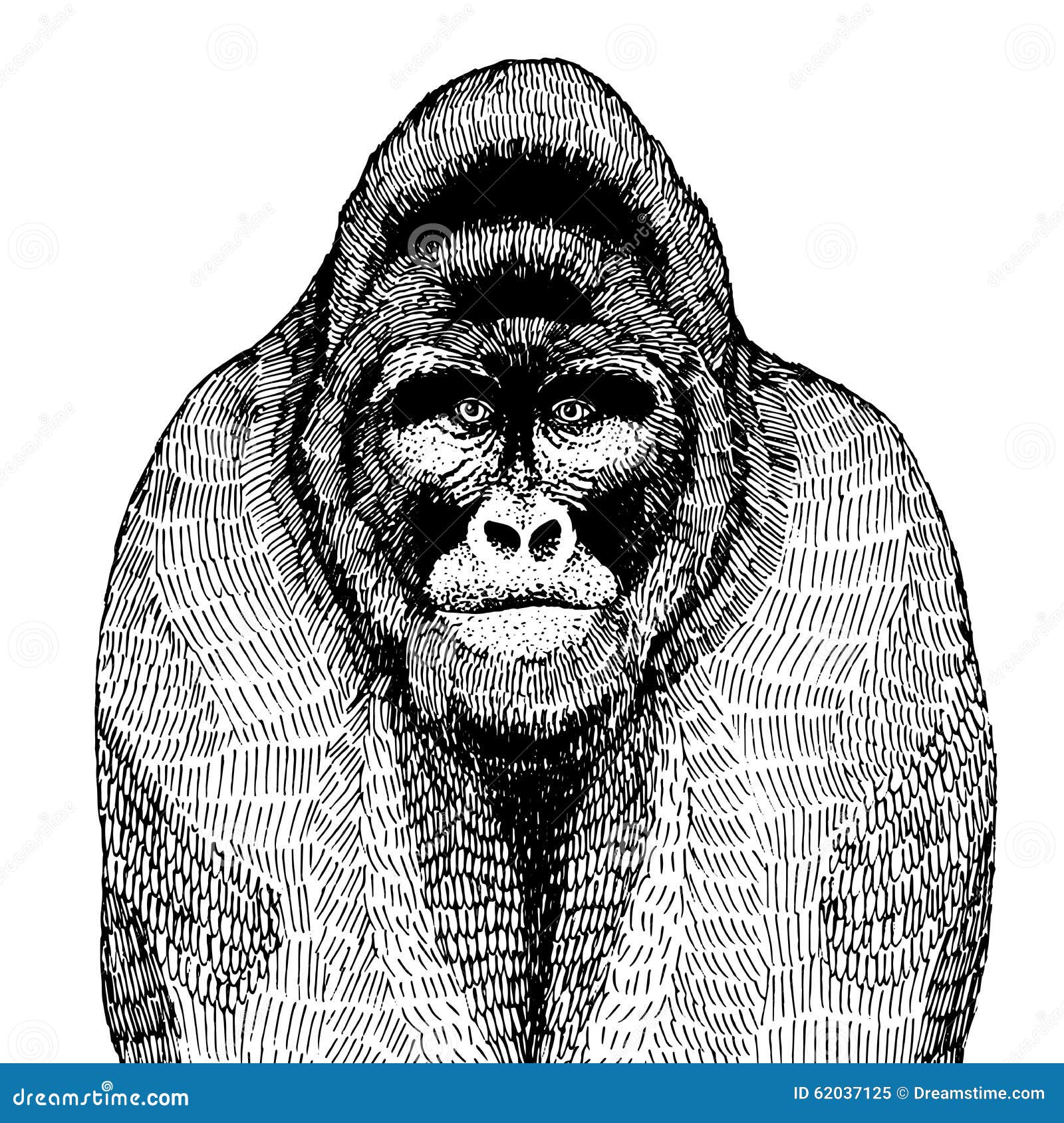Gorilla Gezeichnet Gorilla Gezeichnet