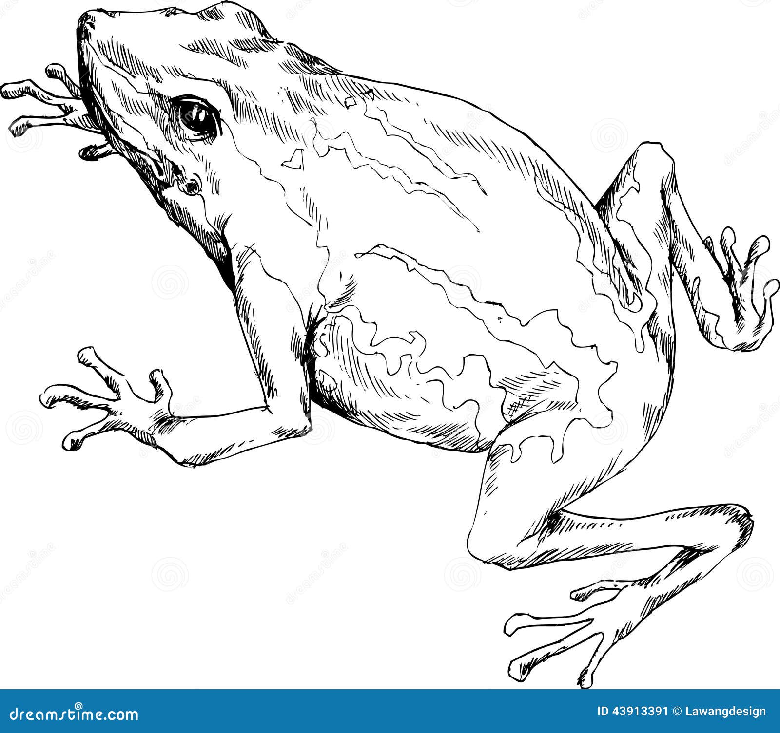 Hand gezeichneter Frosch vektor abbildung. Illustration von frosch -  43913391