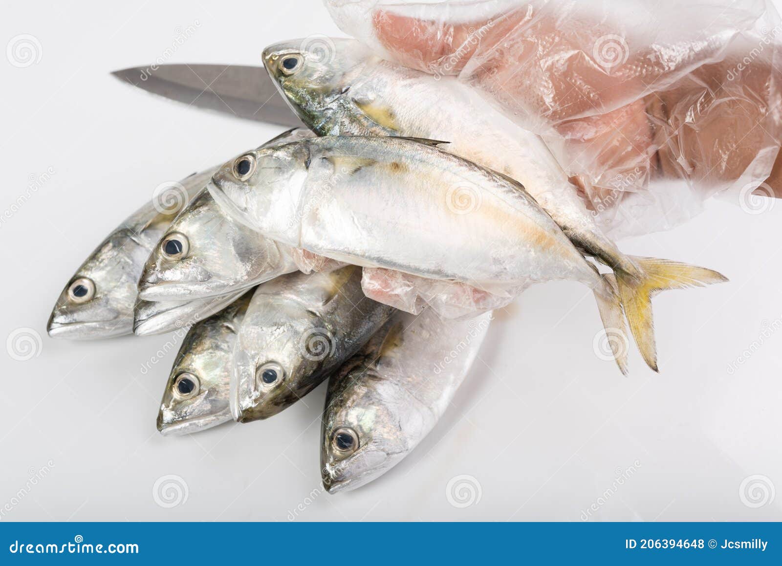 hand in glove holding fresh mackerel fish over white background