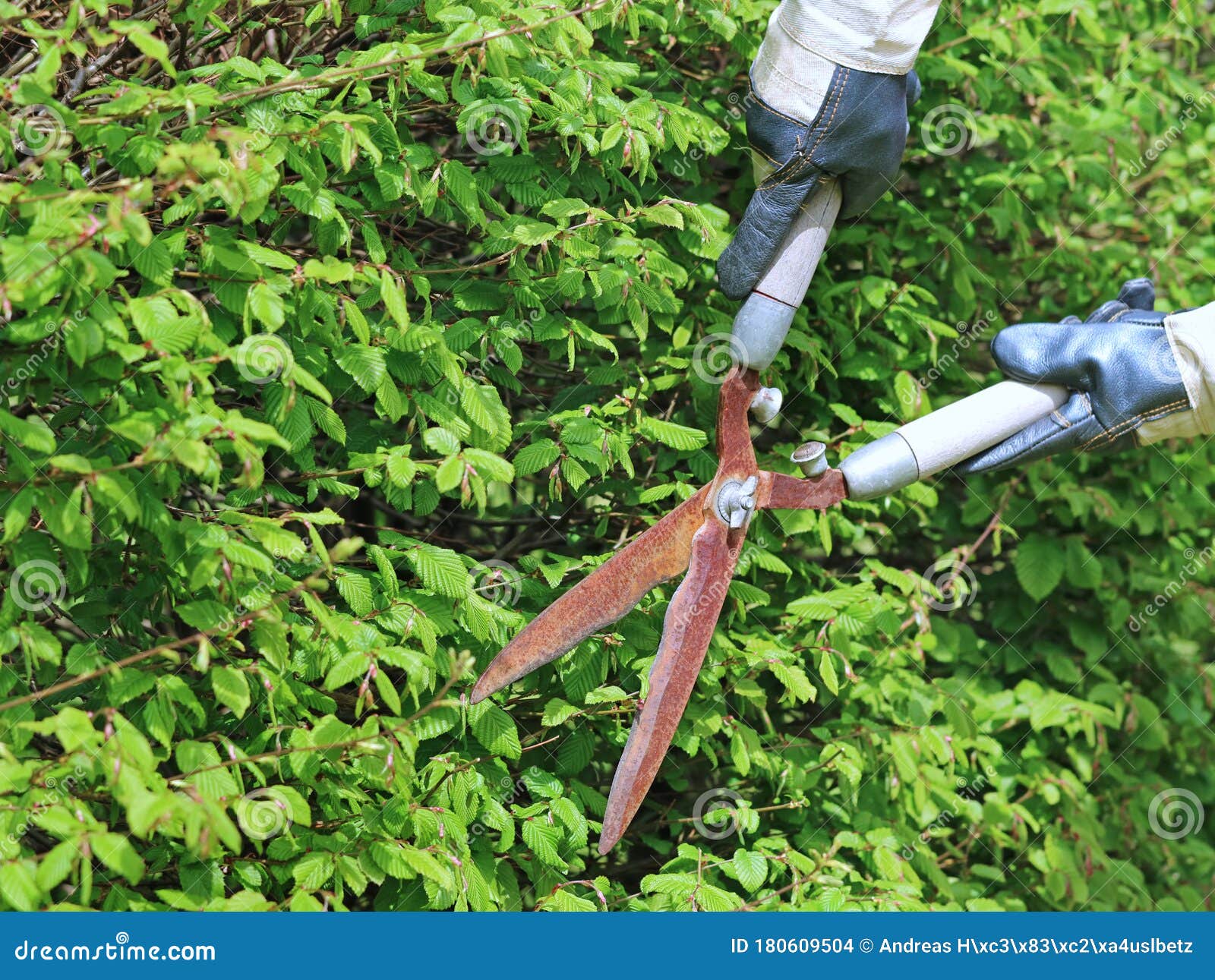 Hand with Gloves Cuts the Hedge with Old Rusty Garden Shears, Trimming