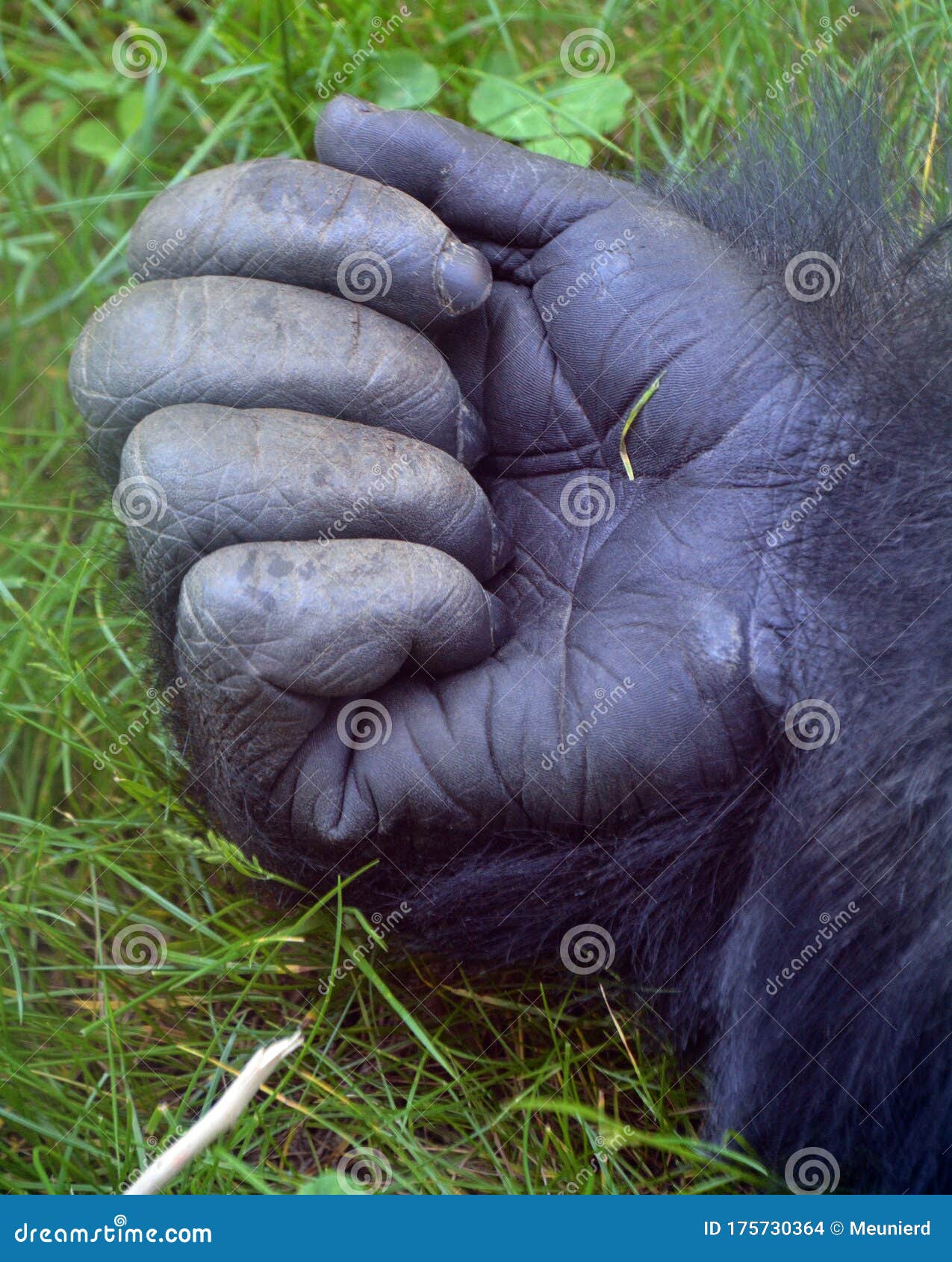 Elk jaar Kalksteen Grace Hand of Gorillas are the Largest Extant Species of Primates. Stock Photo -  Image of bush, black: 175730364