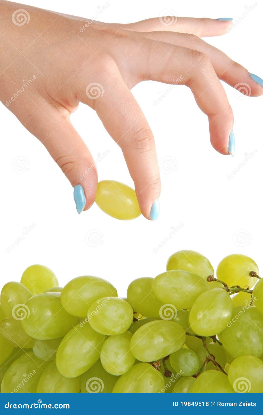 Hand and grape 2 stock photo. Image of season, bunch 19849518