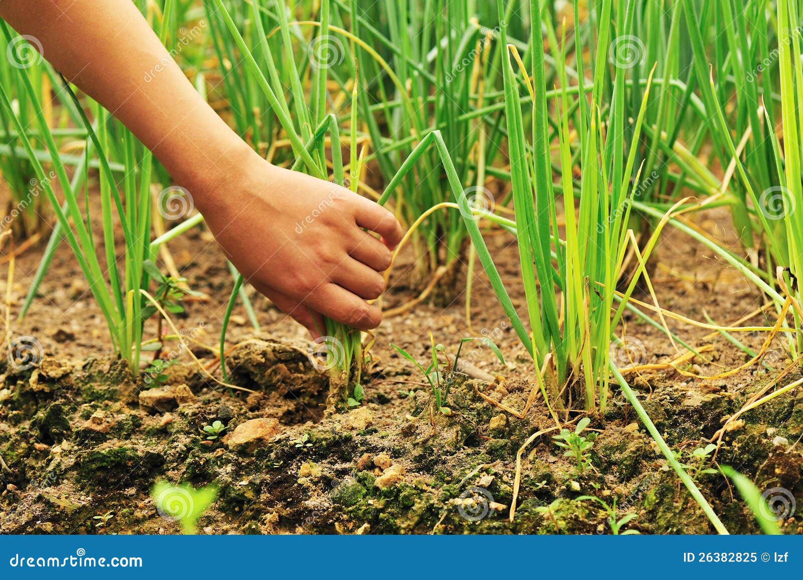 Hand harvest onion stock image. Image of dirt, botany 26382825