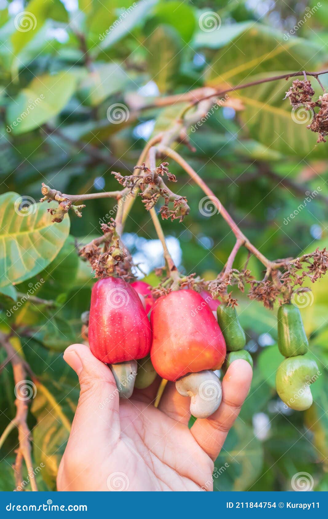 Hand Harvesting Cashew Fruit on Tree Stock Photo Image of garden