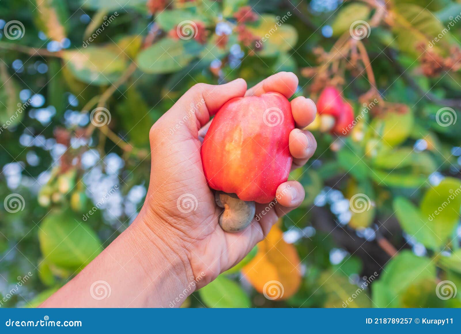 Hand Harvesting Cashew Fruit on Tree Stock Image Image of apple