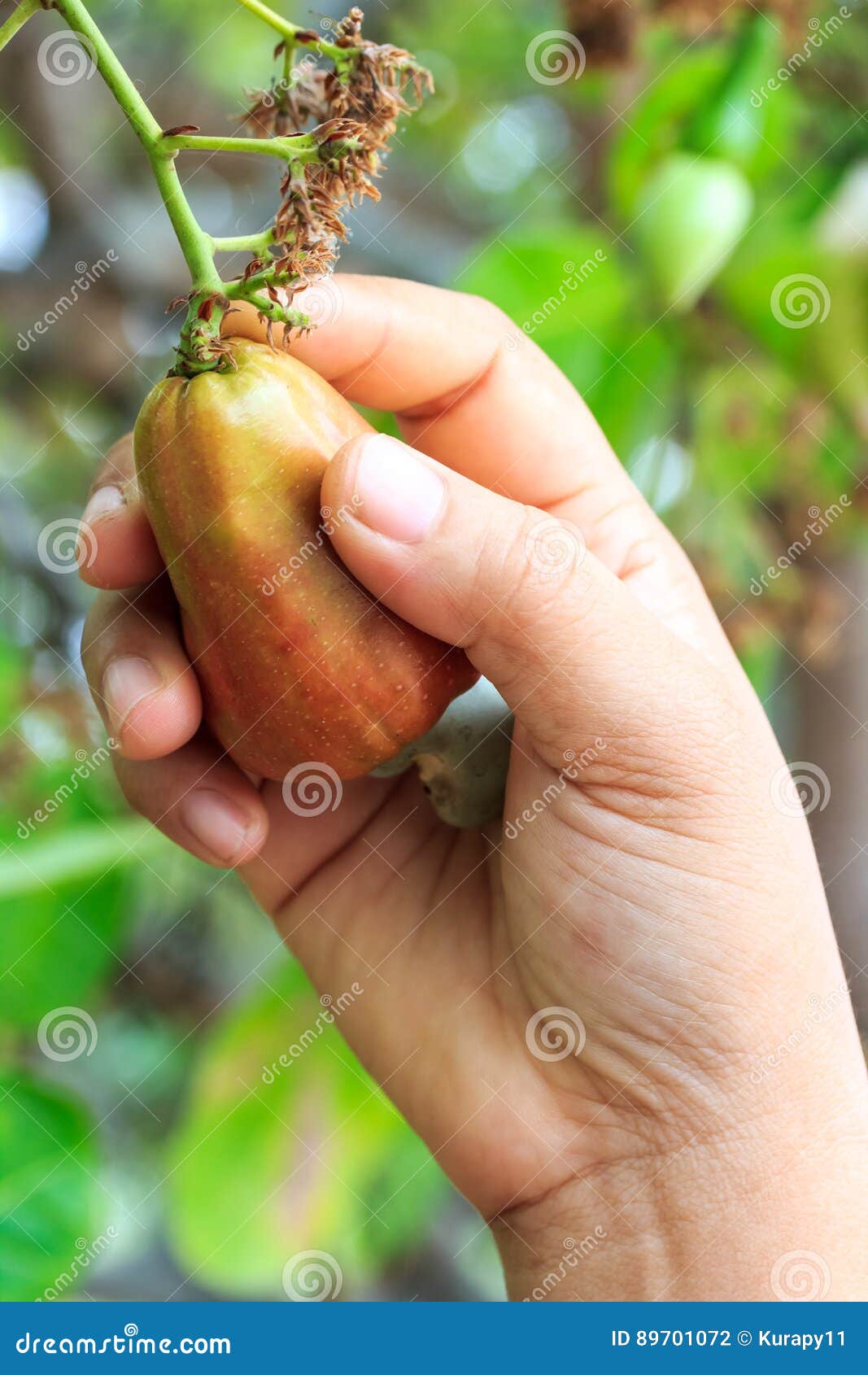 poisonous cashew harvesting poisonous cashew harvesting