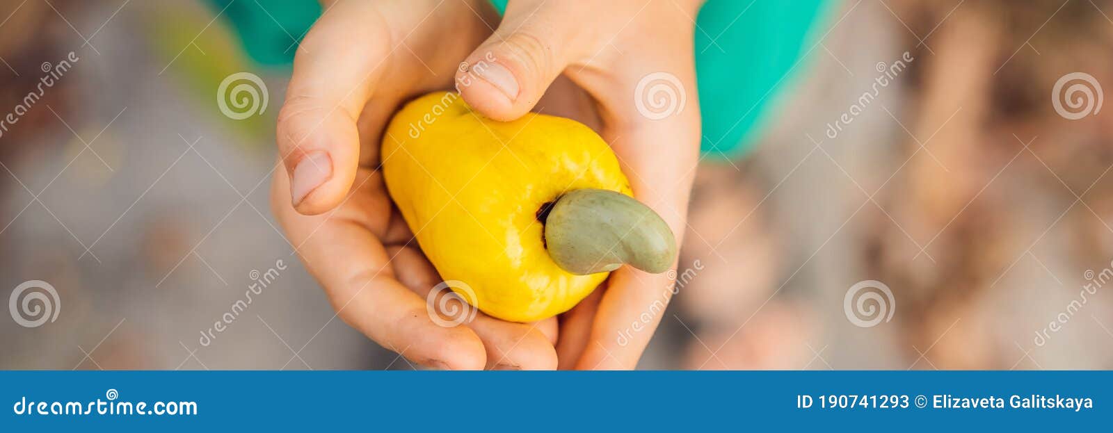 Hand Harvesting Cashew Fruit Cashew Apple in Hand BANNER, LONG FORMAT Stock Image Image of