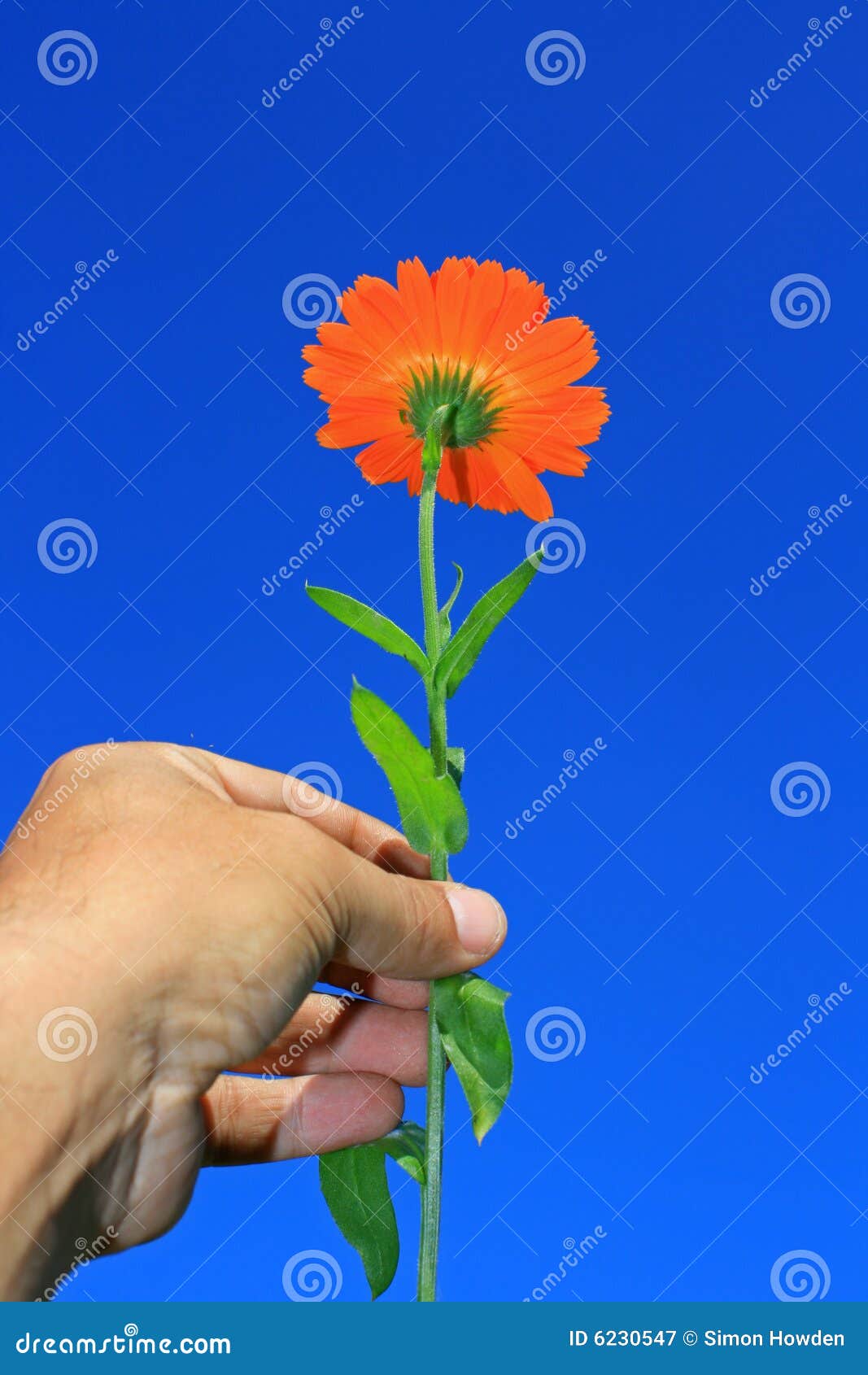 Hand Held flower stock image. Image of hold, aloft, garden 6230547