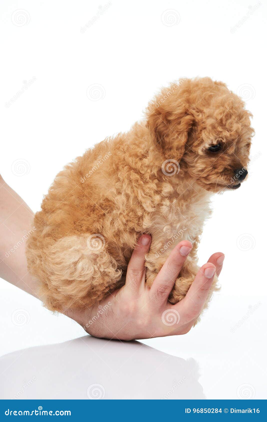 ted toy poodle