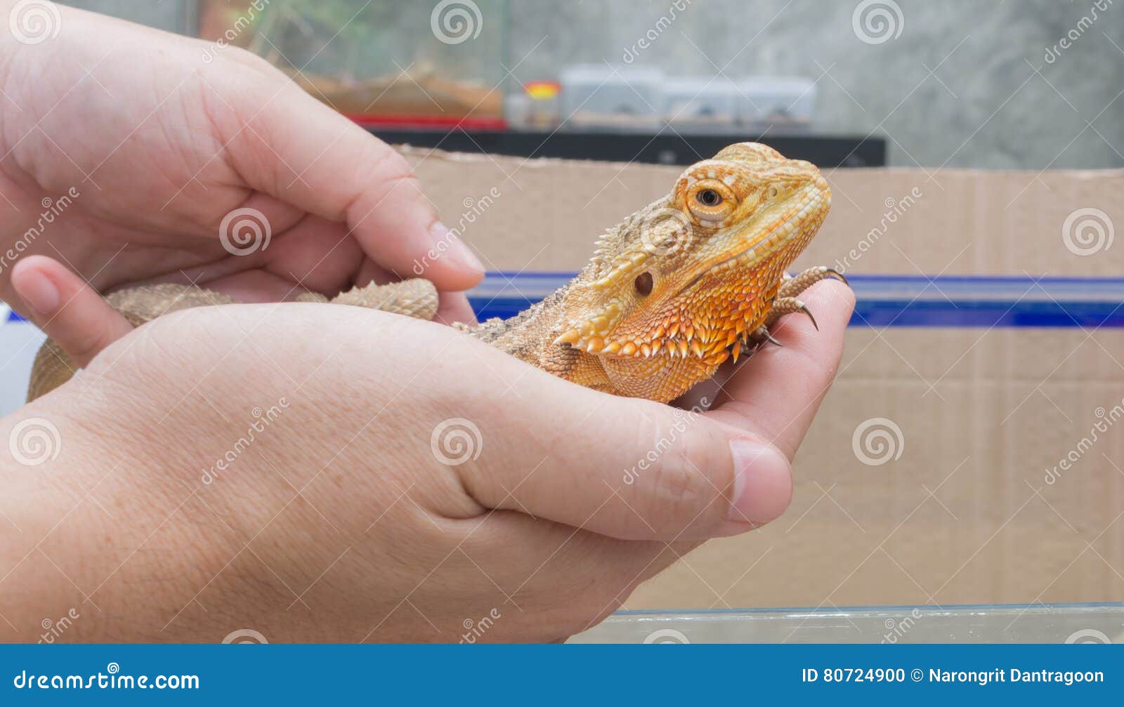 Hand Hold Yellow Bearded Dragon . Stock Photo Image of asia, nature