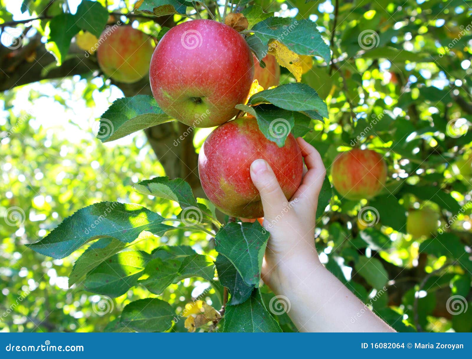 Hand holding apple stock photo. Image of produce, garden 16082064