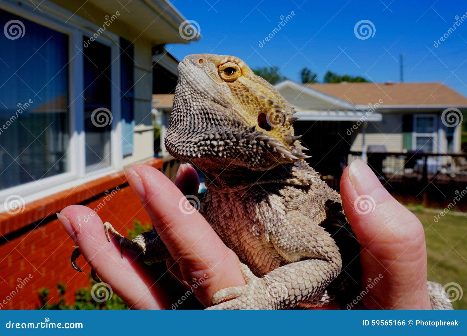Hand Holding Bearded Dragon Stock Photo Image of sunning, brown 59565166