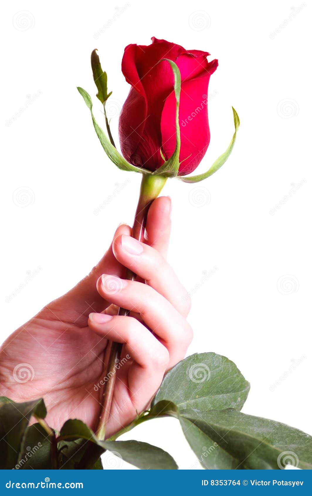 Hand Holding Beautiful Red Rose Stock Photo - Image of green ...