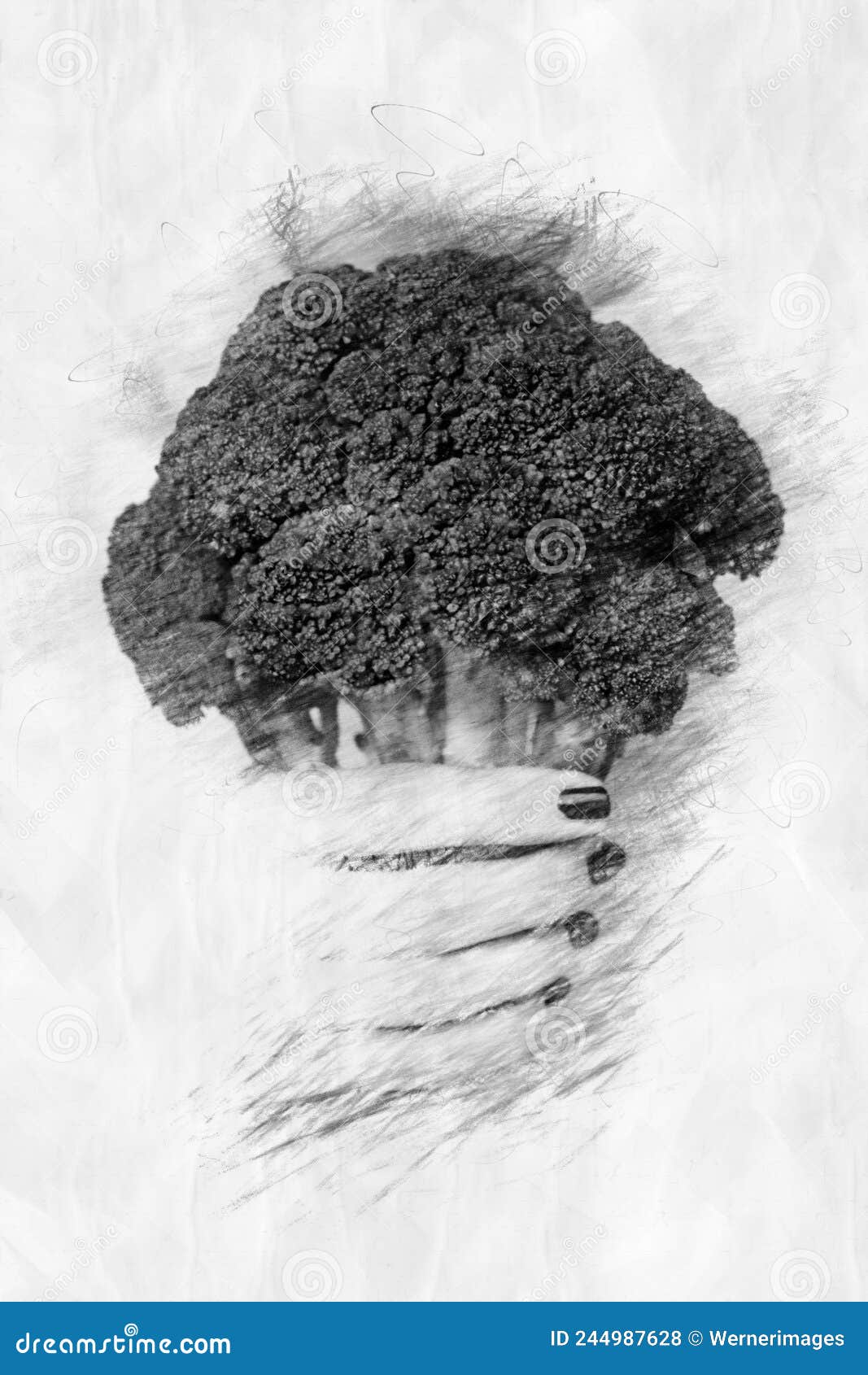 Hand Holding Broccoli in Pencil Style Drawing Stock Illustration