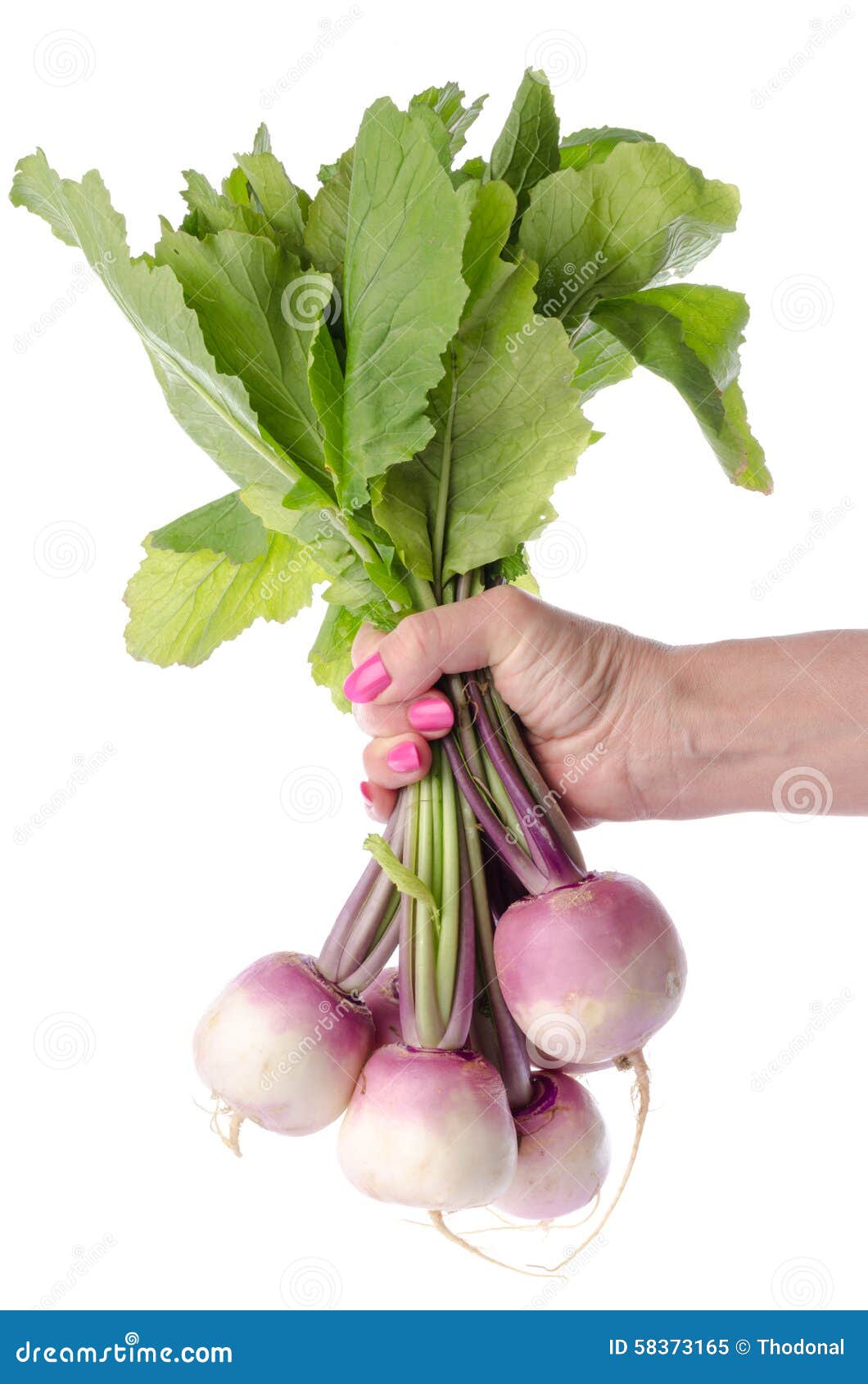 Hand Holding a Bunch of Fresh Turnips Stock Image Image of isolated