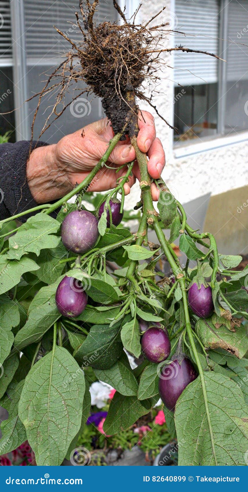 Hand Holding a Bunch of Unripe Baby Eggplant Stock Image Image of