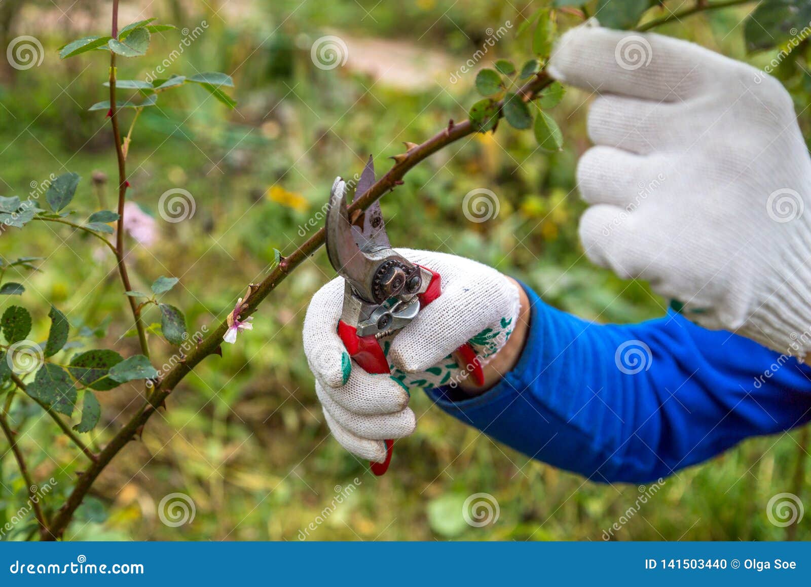 Hand Holding Bypass Pruning Secateur for Cutting Roses Stock Photo