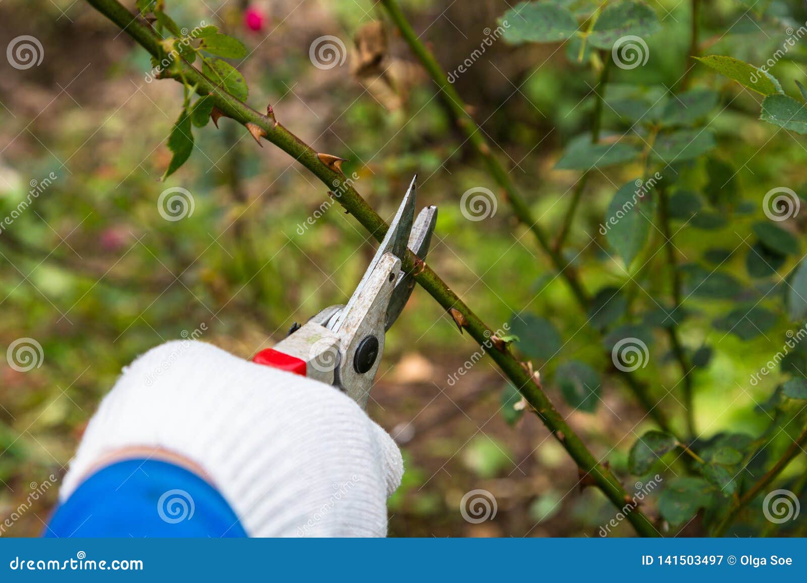 Hand Holding Bypass Pruning Secateur for Cutting Roses Stock Image