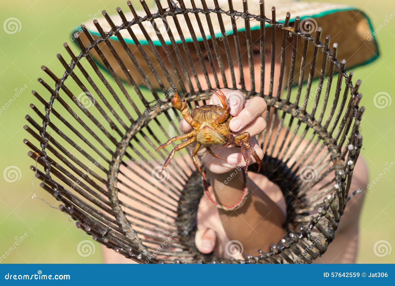 https://thumbs.dreamstime.com/z/hand-holding-crab-bamboo-trap-boy-57642559.jpg