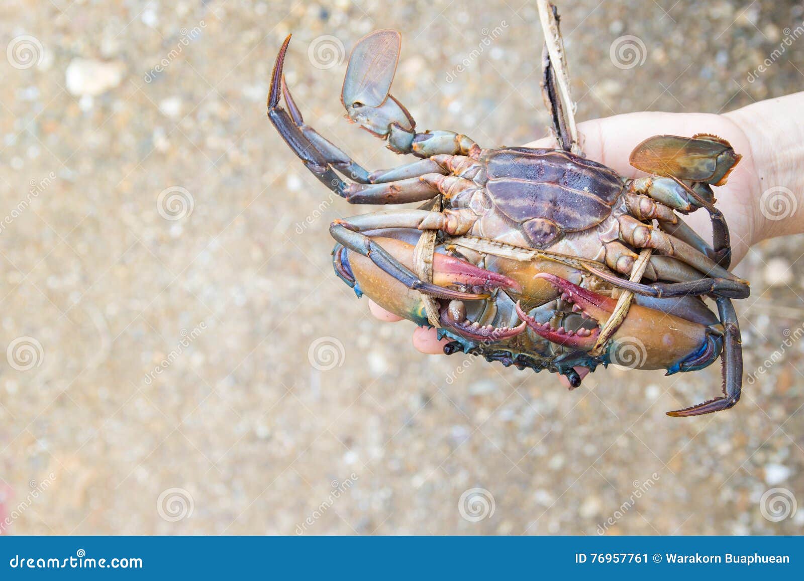 Hand holding a crab stock image. Image of close, background 76957761