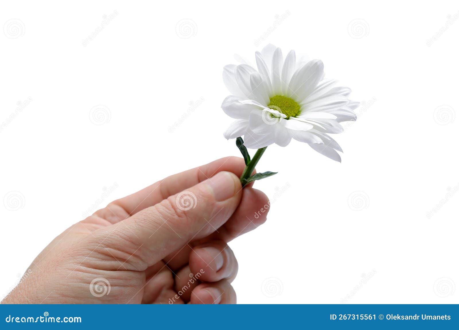 hand holding a daisy on a white background