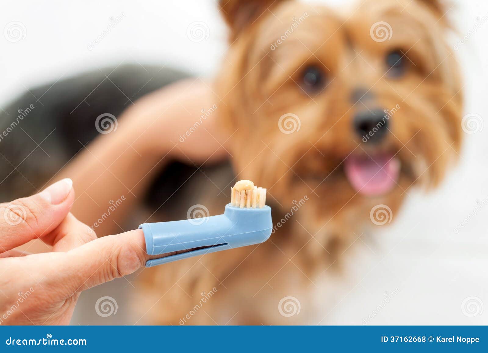 yorkie toothbrush