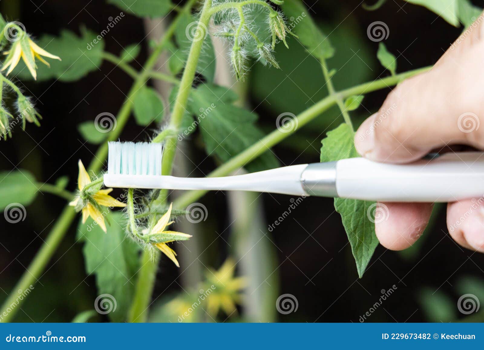 Hand Holding Electric Vibrating Toothbrush Attempt To Manually Hand Pollinate Tomato Plant