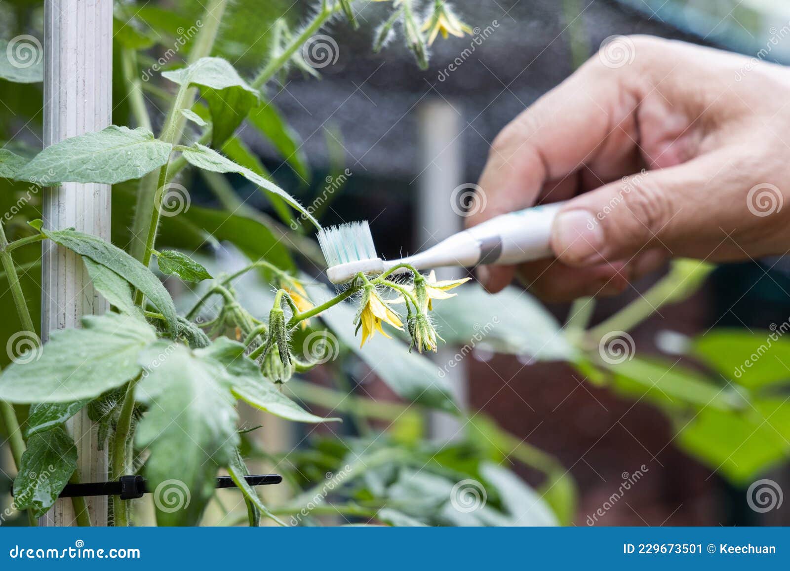 Hand Holding Electric Vibrating Toothbrush Attempt To Manually Hand Pollinate Tomato Plant