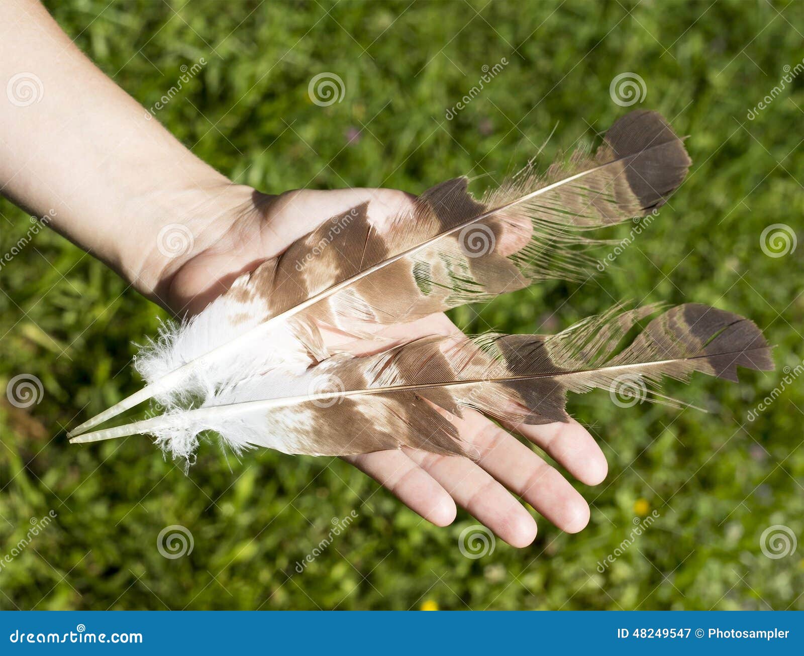 Hand holding feathers stock image. Image of holding, feather 48249547